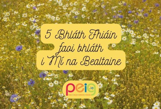 5 Bhláth Fhiáin faoi bhláth i Mí na Bealtaine