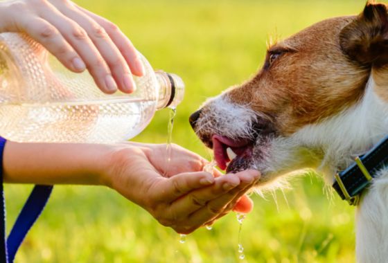 Becky Nic Ainmhire: comórtas Crufts agus aire a thabhairt do do mhadadh le linn an tsamraidh