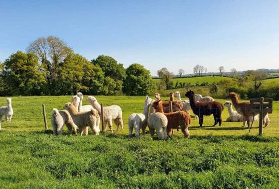 Alpacaí, badhsaclaí, agus caisleáin – ABCs don turasóir i Muineacháin